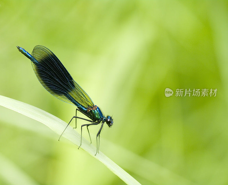 带状Demoiselle (Calopteryx splendens)雄性